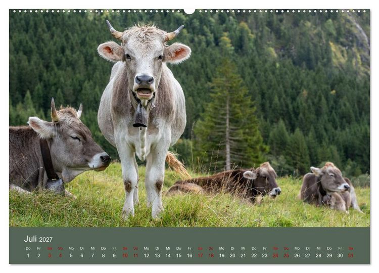 Produktbild: Allg&auml;uer Rindvieh 2027 (hochwertiger Premium Wandkalender 2027 DIN A2 quer), Kunstdruck in Hochglanz
