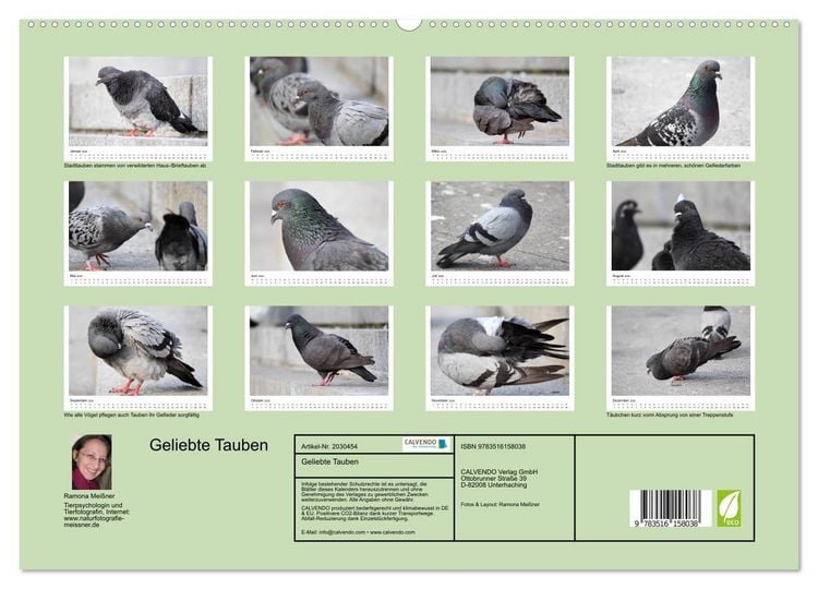 Produktbild: Geliebte Tauben (hochwertiger Premium Wandkalender 2026 DIN A2 quer), Kunstdruck in Hochglanz