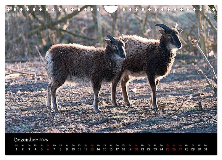 Produktbild: Schafe und L&auml;mmer (Wandkalender 2026 DIN A4 quer), CALVENDO Monatskalender