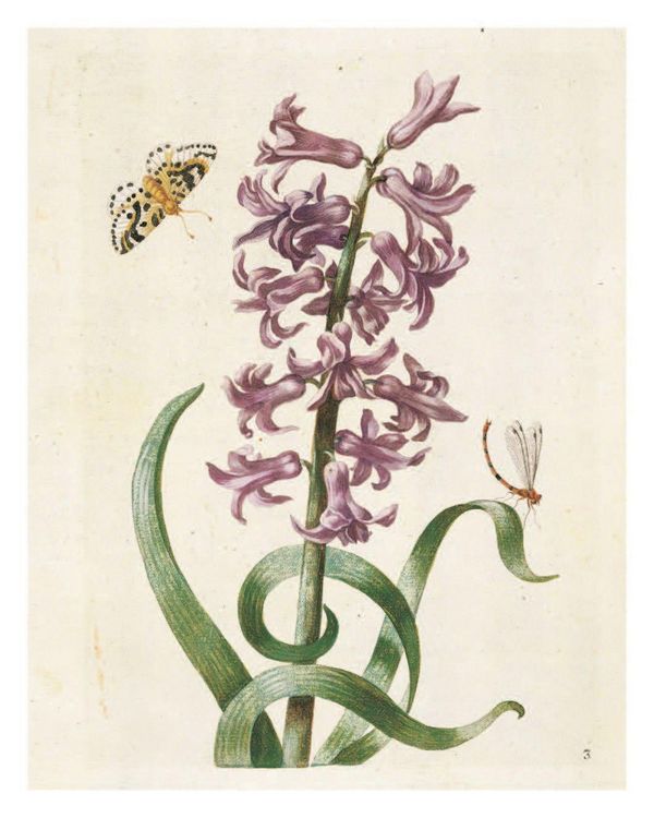 Produktbild: Maria Sibylla Merian: The New Book of Flowers/Neues Blumenbuch