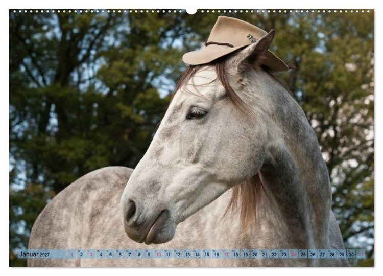 Produktbild: Lustiger Schimmel - ein Pferd mit Humor (hochwertiger Premium Wandkalender 2027 DIN A2 quer), Kunstdruck in Hochglanz