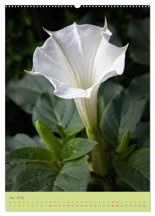 Produktbild: Brugmansia & Datura - Exotische Sch&ouml;nheiten (hochwertiger Premium Wandkalender 2026 DIN A2 hoch), Kunstdruck in Hochglanz
