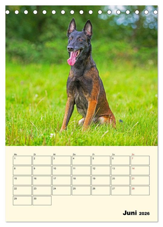 Produktbild: Familienplaner Tausendsassa Malinois (Tischkalender 2026 DIN A5 hoch), CALVENDO Monatskalender