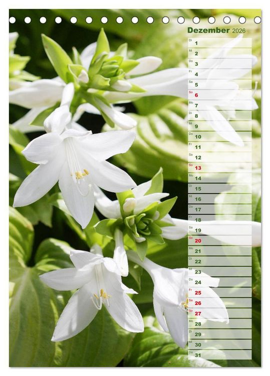 Produktbild: Hostas Herzblattlilien Funkien (Tischkalender 2026 DIN A5 hoch), CALVENDO Monatskalender
