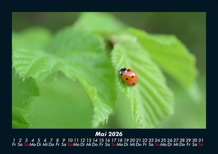 Produktbild: K&auml;fer 2026 Fotokalender DIN A5