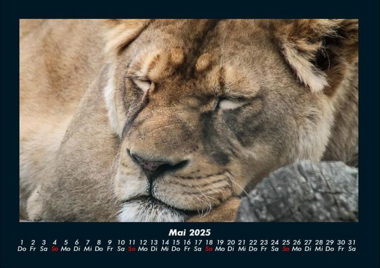 Produktbild: L&ouml;wen in der Wildnis 2025 Fotokalender DIN A4
