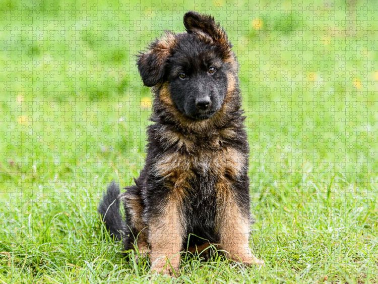 Produktbild: CALVENDO Puzzle Sch&auml;ferhund - Welpe H&uuml;ndin | 2000 Teile Lege-Gr&ouml;&szlig;e 90x67cm Foto-Puzzle f&uuml;r gl&uuml;ckliche Stunden