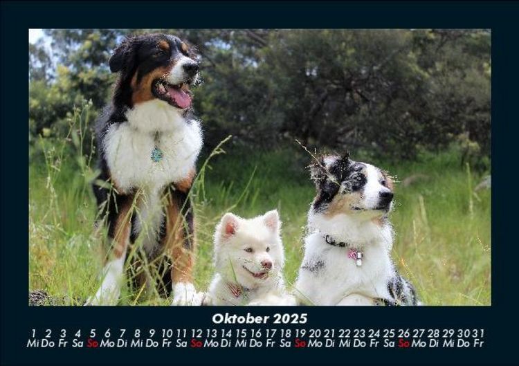 Produktbild: Der Hundekalender 2025 Fotokalender DIN A5