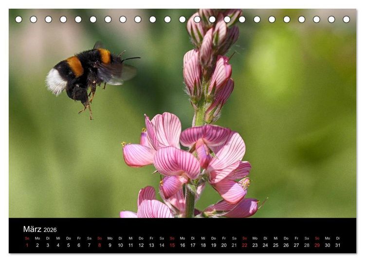 Produktbild: Hummelflug (Tischkalender 2026 DIN A5 quer), CALVENDO Monatskalender