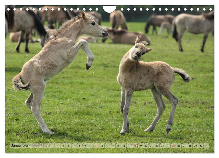 Produktbild: Pferdekinder - Fohlen haben ihren ganz eigenen Charme (Wandkalender 2026 DIN A4 quer), CALVENDO Monatskalender