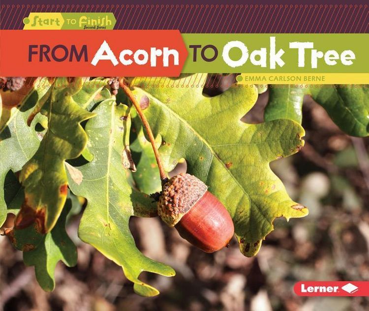 Produktbild: From Acorn to Oak Tree