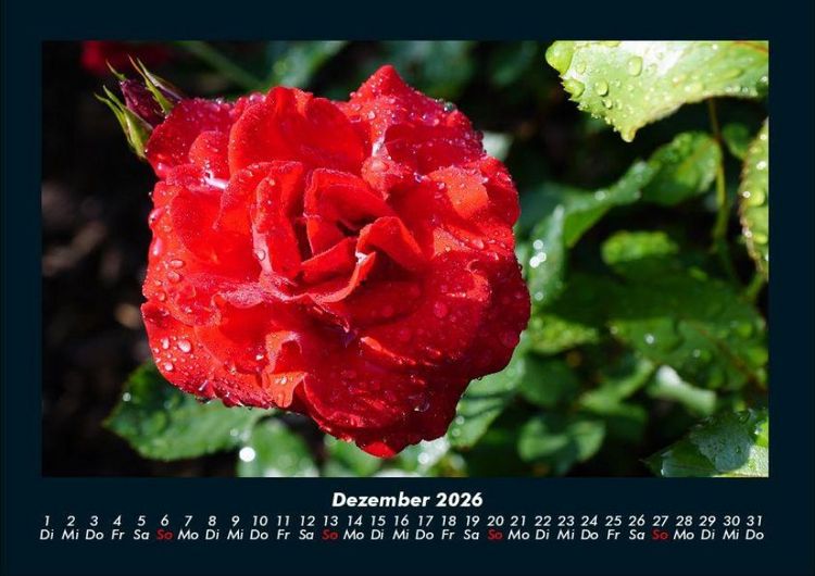 Produktbild: Blumentr&auml;ume 2026 Fotokalender DIN A4