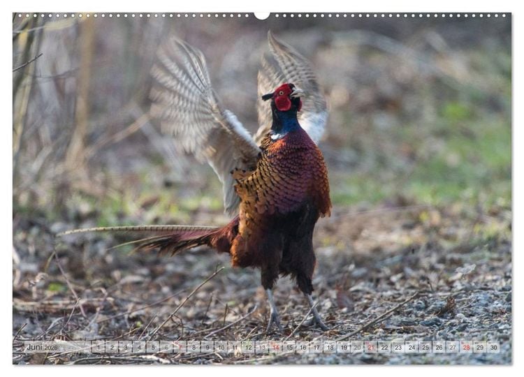 Produktbild: Emotionale Momente: Die Balz der Fasane / CH-Version (hochwertiger Premium Wandkalender 2026 DIN A2 quer), Kunstdruck in Hochglanz