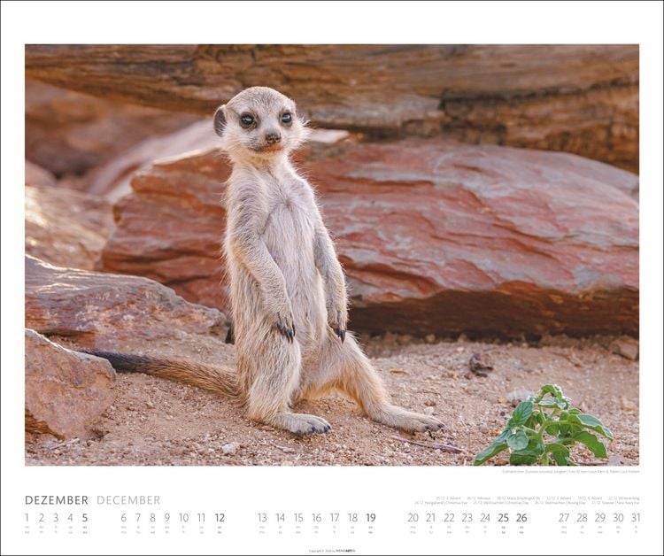 Produktbild: African Wildlife Kalender 2027