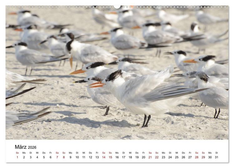 Produktbild: M&ouml;wen am Meer (hochwertiger Premium Wandkalender 2026 DIN A2 quer), Kunstdruck in Hochglanz