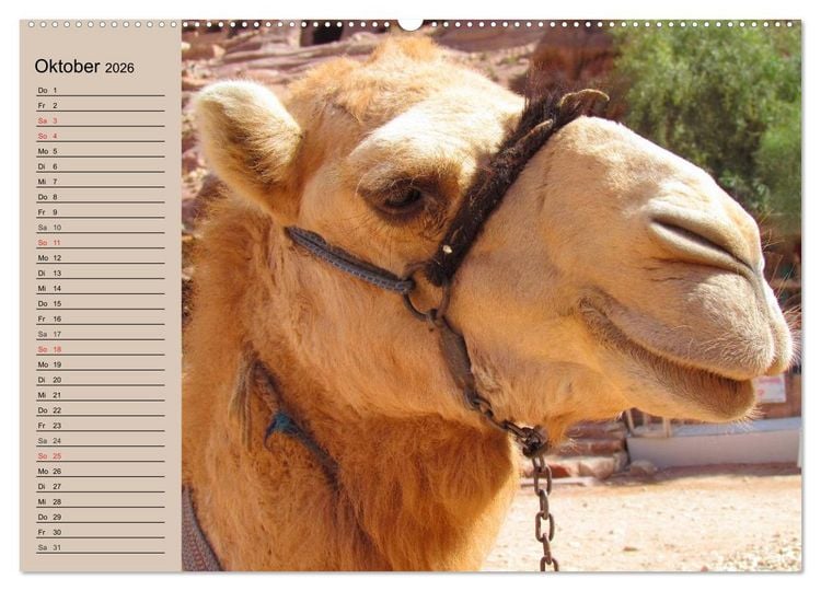 Produktbild: Kamele. Dromedar und Trampeltier (hochwertiger Premium Wandkalender 2026 DIN A2 quer), Kunstdruck in Hochglanz