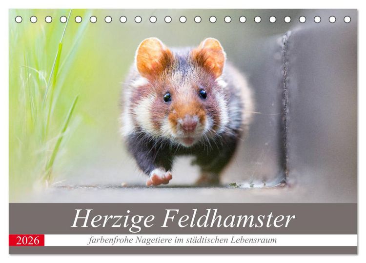 Produktbild: Herzige Feldhamster - farbenfrohe Nagetiere im st&auml;dtischen Lebensraum (Tischkalender 2026 DIN A5 quer), CALVENDO Monatskalender