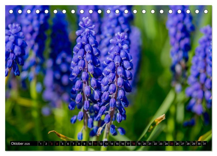 Produktbild: Kleine Blumen ganz gro&szlig; (Tischkalender 2026 DIN A5 quer), CALVENDO Monatskalender