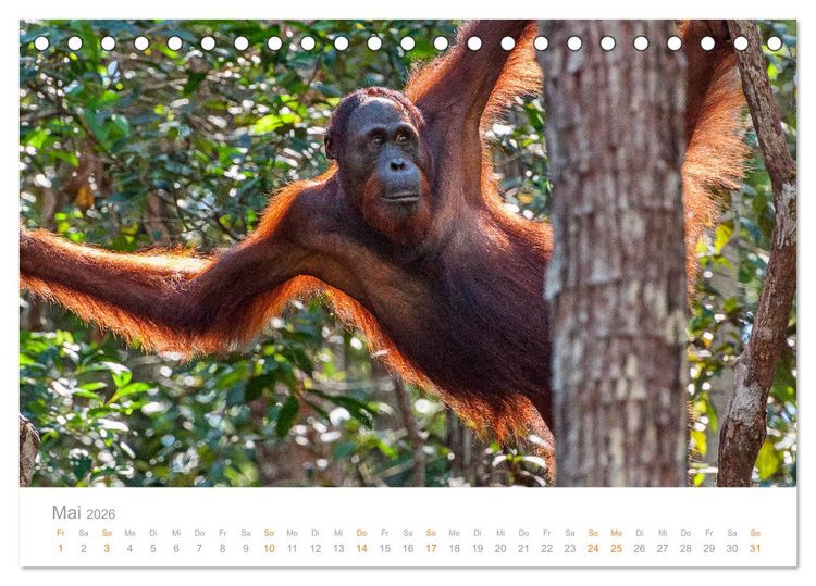 Produktbild: Orang-Utans Menschenaffen auf Borneo (Tischkalender 2026 DIN A5 quer), CALVENDO Monatskalender