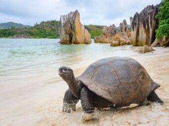 Produktbild: CALVENDO Puzzle Aldabra-Riesenschildkr&ouml;te auf Curieuse | 1000 Teile Lege-Gr&ouml;&szlig;e 64x48cm Foto-Puzzle f&uuml;r gl&uuml;ckliche Stunden