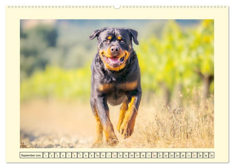 Produktbild: Rottweiler Momente. Kraftvolle Eleganz in der Natur (Wandkalender 2026 DIN A2 quer), CALVENDO Monatskalender