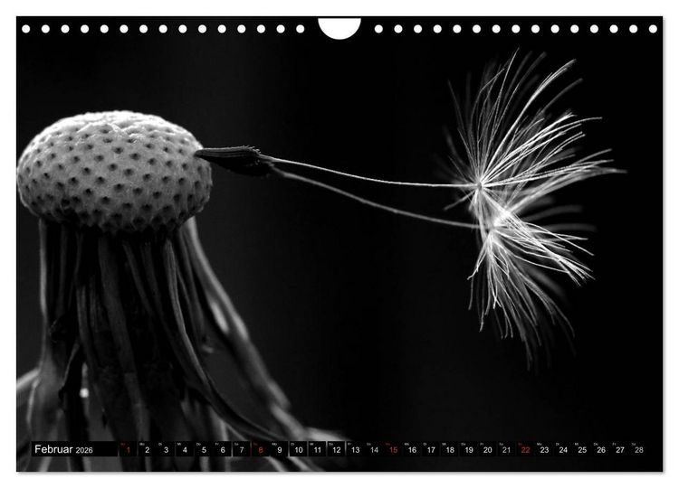 Produktbild: Pusteblume - Impressionen in schwarzwei&szlig; (Wandkalender 2026 DIN A4 quer), CALVENDO Monatskalender