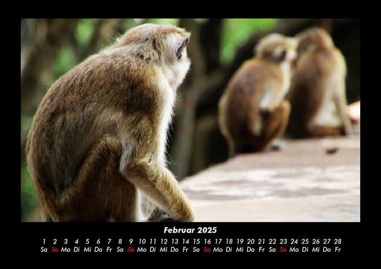 Produktbild: Welt der Tiere 2025 Fotokalender DIN A3