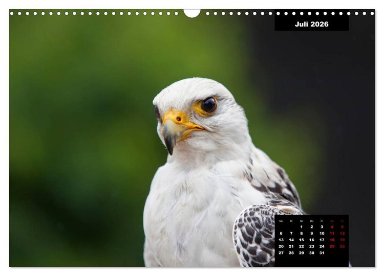 Produktbild: Greifv&ouml;gel - Herrscher der L&uuml;fte (Wandkalender 2026 DIN A3 quer), CALVENDO Monatskalender