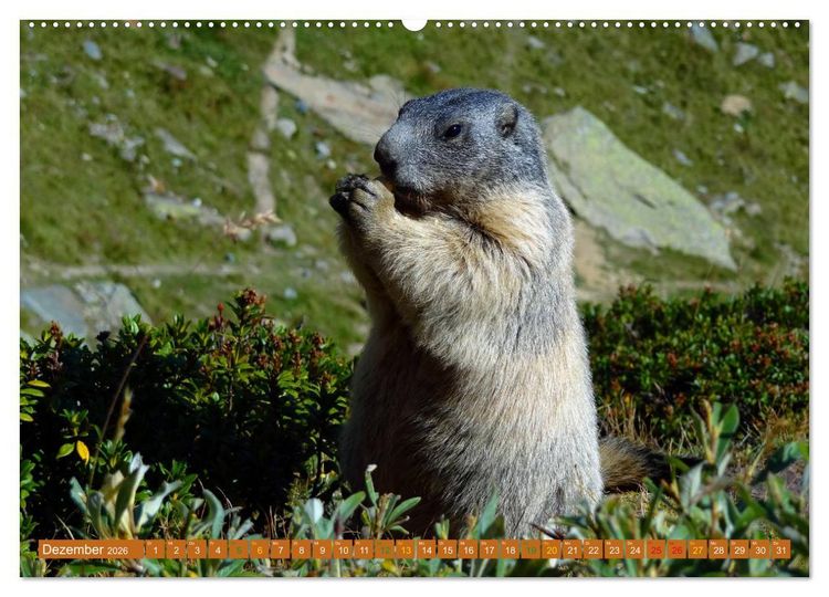 Produktbild: Und ewig pfeift das Murmeltier (hochwertiger Premium Wandkalender 2026 DIN A2 quer), Kunstdruck in Hochglanz