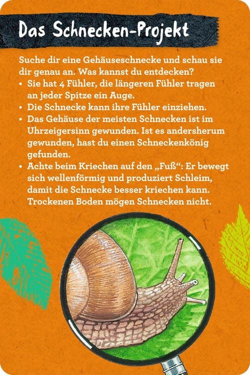 Produktbild: 50 Insekten, Spinnen & Co. - Nature Zoom (Blechdose)