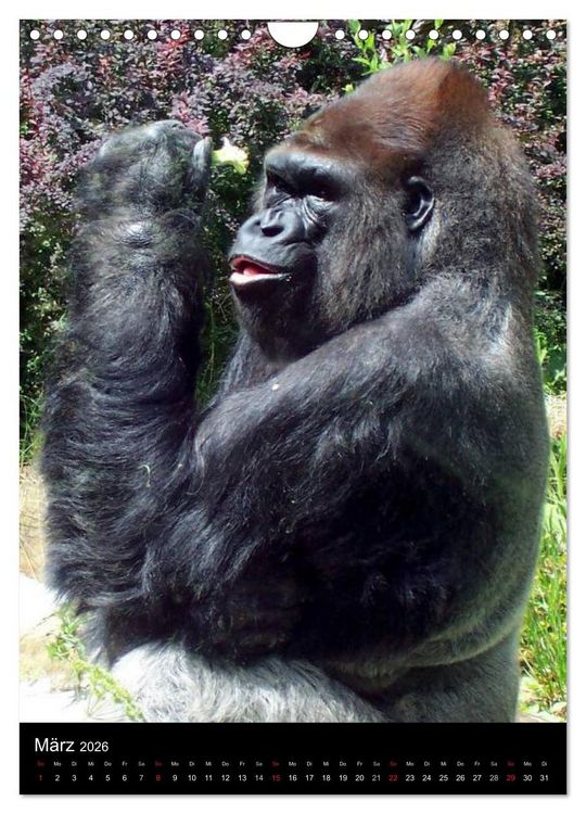 Produktbild: Gorillas (Wandkalender 2026 DIN A4 hoch), CALVENDO Monatskalender