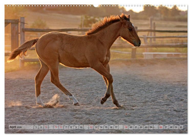 Produktbild: Pferdekinder - Fohlen haben ihren ganz eigenen Charme (hochwertiger Premium Wandkalender 2026 DIN A2 quer), Kunstdruck in Hochglanz
