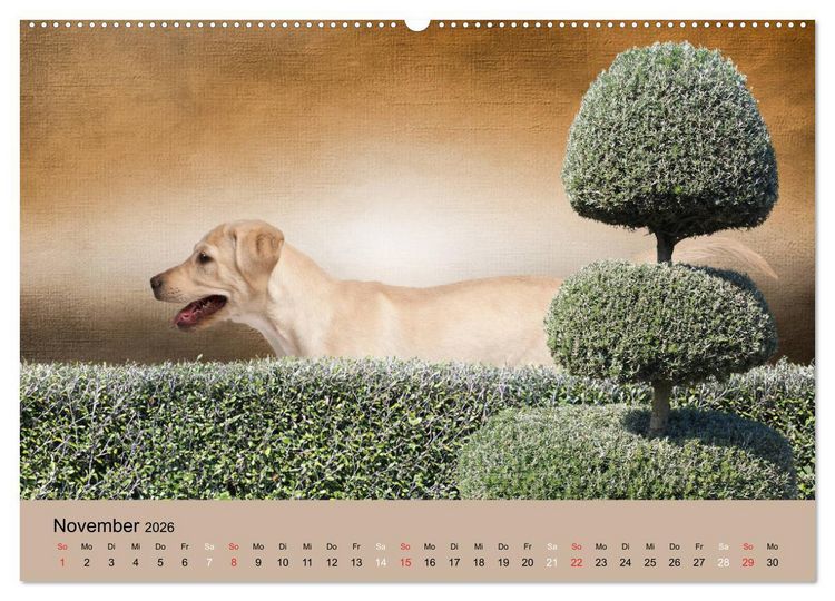 Produktbild: Labrador Retriever unsere Freunde (hochwertiger Premium Wandkalender 2026 DIN A2 quer), Kunstdruck in Hochglanz