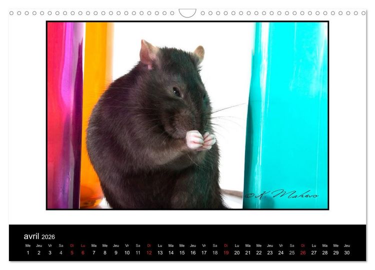 Produktbild: Ratte Ouille (Calendrier mural 2026 DIN A3 vertical), CALVENDO calendrier mensuel