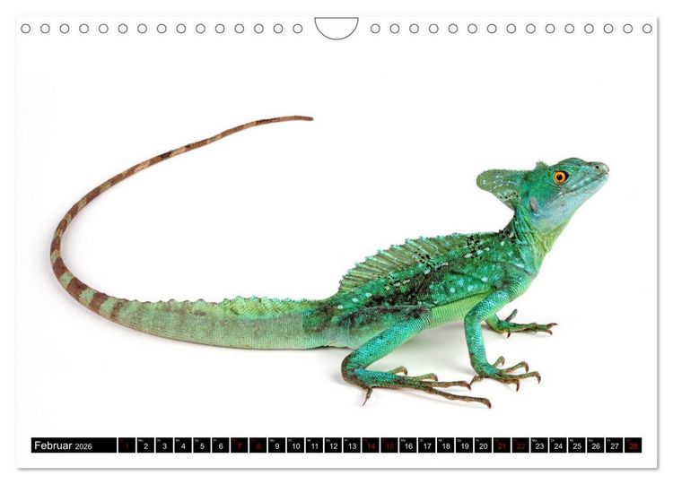 Produktbild: Amphibien und Reptilien (Wandkalender 2026 DIN A4 quer), CALVENDO Monatskalender