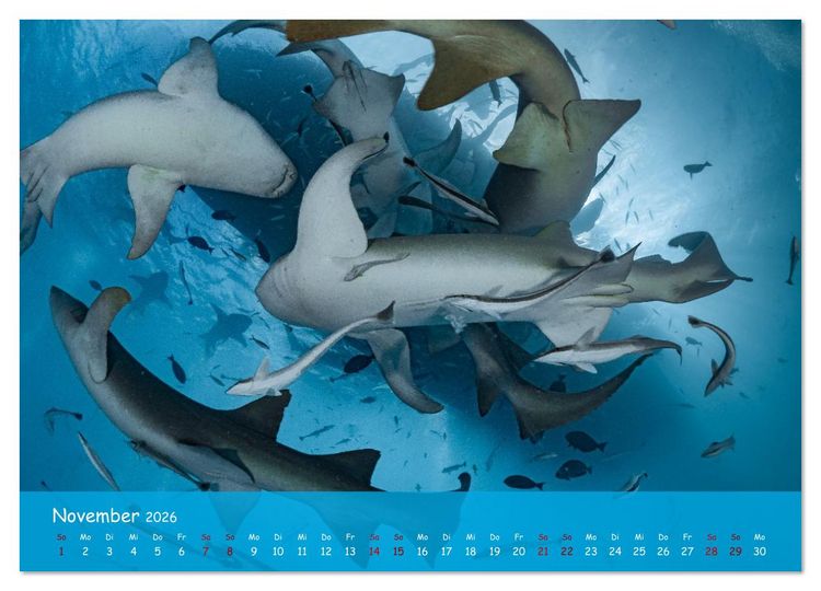 Produktbild: Faszinierende Meereswelt der Malediven (Wandkalender 2026 DIN A4 quer), CALVENDO Monatskalender