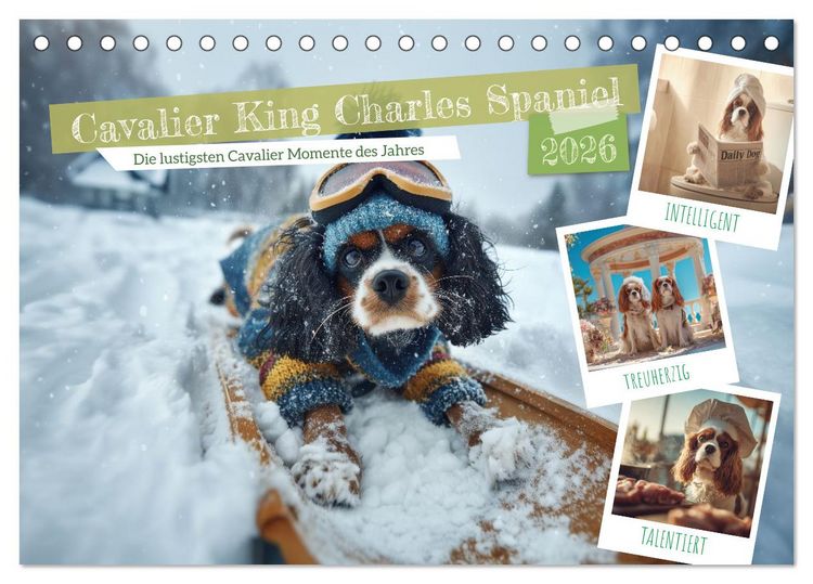 Produktbild: Cavalier King Charles Spaniel. Die lustigsten Cavalier Momente des Jahres. (Tischkalender 2026 DIN A5 quer), CALVENDO Monatskalender