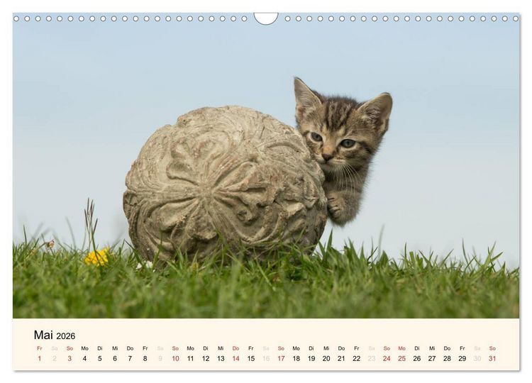 Produktbild: S&uuml;&szlig;e Stubentiger - Katzenkinder (Wandkalender 2026 DIN A3 quer), CALVENDO Monatskalender