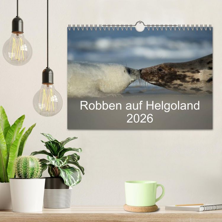 Produktbild: Robben auf Helgoland 2026 (Wandkalender 2026 DIN A4 quer), CALVENDO Monatskalender