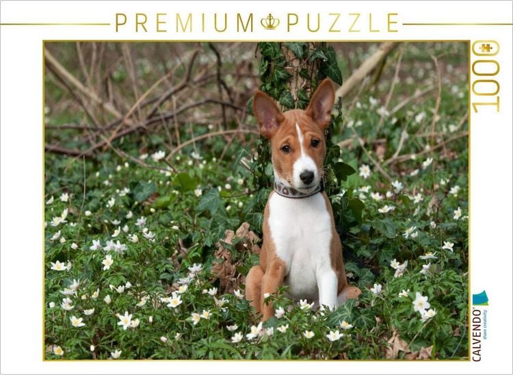 Produktbild: CALVENDO Puzzle Ein Motiv aus dem Kalender Wunderbare Basenji Welpenzeit | 1000 Teile Lege-Gr&ouml;&szlig;e 64x48cm Foto-Puzzle f&uuml;r gl&uuml;ckliche Stunden