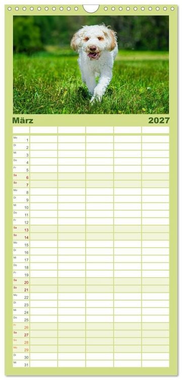 Produktbild: Familienplaner 2027 - Lagotto Romagnolo - die Tr&uuml;ffelsucher Italiens mit 5 Spalten (Wandkalender, 21 x 45 cm) CALVENDO
