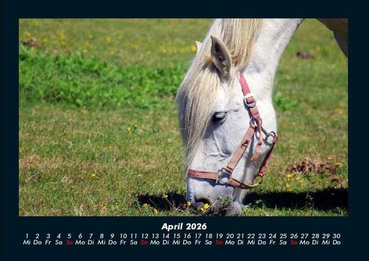 Produktbild: Die Welt der Pferde 2026 Fotokalender DIN A4