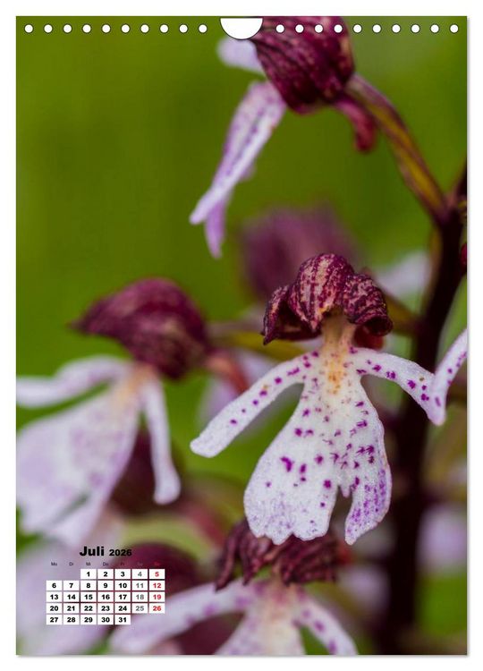 Produktbild: Zauber der Natur - Heimische Orchideen und Wiesenblumen (Wandkalender 2026 DIN A4 hoch), CALVENDO Monatskalender