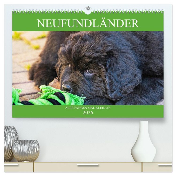 Produktbild: Neufundl&auml;nder - Alle fangen mal klein an (hochwertiger Premium Wandkalender 2026 DIN A2 quer), Kunstdruck in Hochglanz