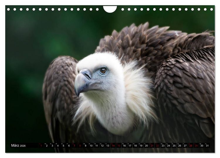 Produktbild: Wild Animals - Wilde Tiere (Wandkalender 2026 DIN A4 quer), CALVENDO Monatskalender