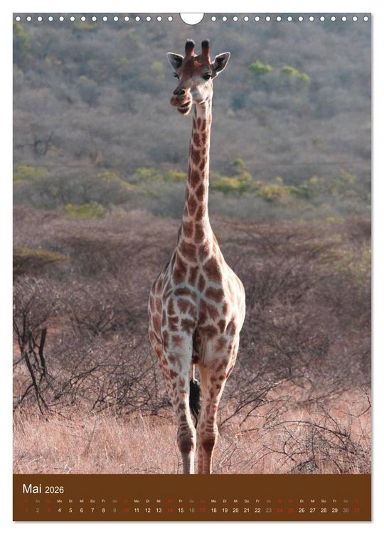 Produktbild: Giraffen (Wandkalender 2026 DIN A3 hoch), CALVENDO Monatskalender