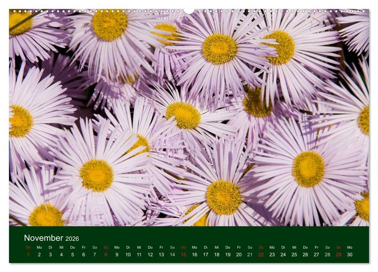 Produktbild: Blumen und Bl&uuml;ten (Wandkalender 2026 DIN A2 quer), CALVENDO Monatskalender