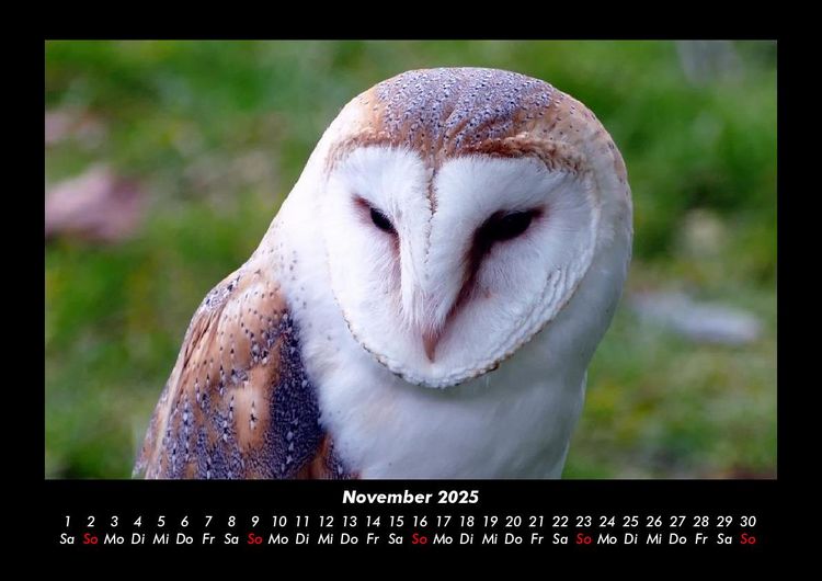 Produktbild: Welt der V&ouml;gel 2025 Fotokalender DIN A3