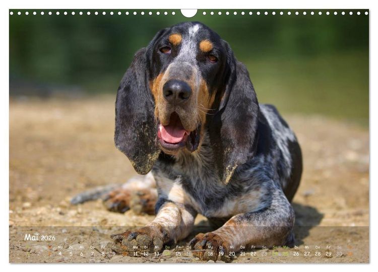 Produktbild: Jagdhunde - Treue Waidgesellen (Wandkalender 2026 DIN A3 quer), CALVENDO Monatskalender