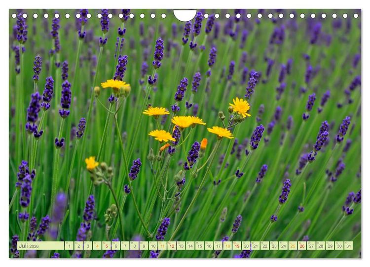 Produktbild: Blumenwiesen &ndash; ein bl&uuml;tenzauberhaftes Jahr (Wandkalender 2026 DIN A4 quer), CALVENDO Monatskalender